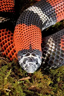 Oklahoma: Tri-colored Hognose Snake