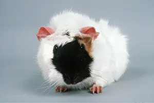 Abyssinian: TRI-COLOURED ABYSSINIAN GUINEA PIG