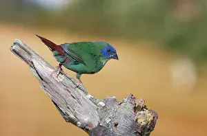 Gillean White: Tri-coloured / Blue-faced / Blue-headed Parrot Finch