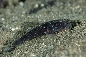 January: Trianglespot Drombus - Sagea Jetty dive site, Weda
