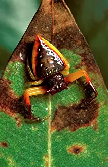 Waits: Triangular spider. It does not make a web but waits