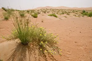Arabicus: Tribulus flowers growing on sand dune