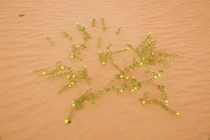 Arabicus: Tribulus flowers growing on sand dune