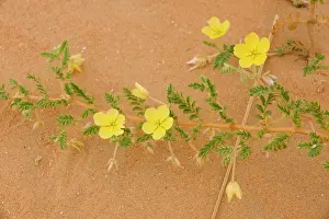 Arabicus: Tribulus flowers growing on sand dune
