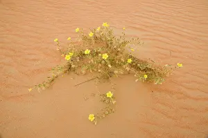 Arabicus: Tribulus flowers growing on sand dune