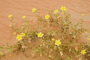 Arabicus: Tribulus flowers growing on sand dune