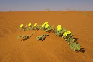 Tribulus: Tribulus zeyheri