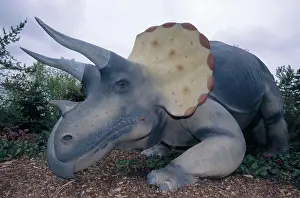 Calgary: Triceratops
