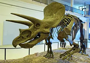 Horridus: Triceratops