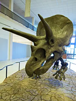 Horridus: Triceratops