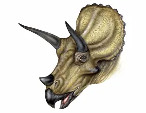 Reconstructions: Triceratops