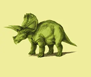 Ceratopsia: Triceratops