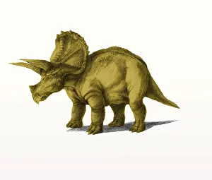 Ceratopsia: Triceratops