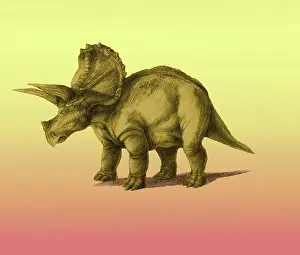 Ceratopsia: Triceratops
