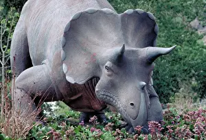 Models: Triceratops dinosaur