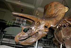 Horridus: Triceratops horridus