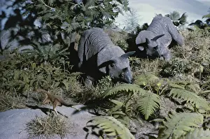 Replica: Triceratops and Ornithomimus