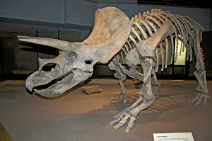 Horridus: Triceratops Skeleton