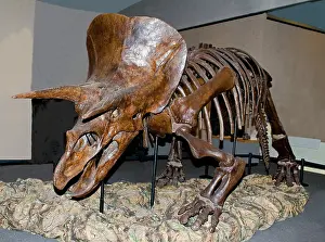 Horridus: Triceratops Skeleton