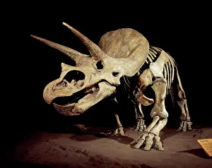 Ceratopsians: TRICERATOPS SKELETON - Triceratops Dinosaur Skeleton