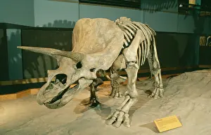 Ceratopsians: TRICERATOPS SKELETON - Triceratops Dinosaur Skeleton