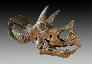 Horridus: Triceratops skull