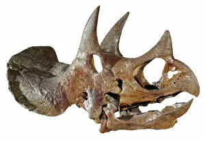 Horridus: Triceratops skull