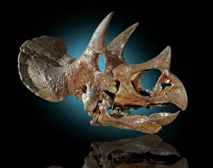 Horridus: Triceratops skull