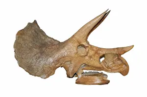 Triceratops: Triceratops Skull