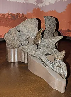 Horridus: Tricerotops Skull