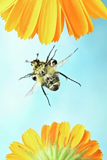 Marigold: Trichius gallicus (Trichius gallicus) in flight