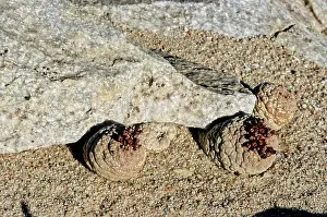 Succulents: Trichocaulon clavatum, Namibia