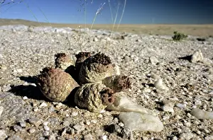 Succulents: Trichocaulon clavatum, Namibia