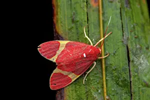 Erebidae: Trichromia moth (Trichromia perversa) on a leaf