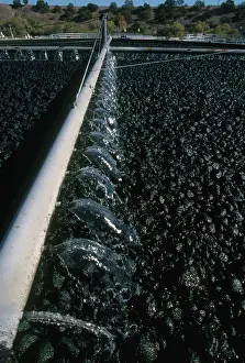 Filter: Trickling Filter for Sewage Treatment