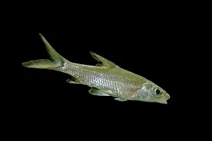 Melanopterus: Tricolor / Bala / Silver Shark - side view