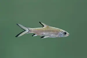 Melanopterus: Tricolor / Bala / Silver Shark - Side view