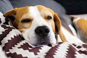 Room: Tricolor beagle Adult dog on sofa in bright room-