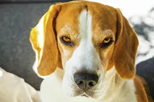 Room: Tricolor beagle Adult dog on sofa in bright room-