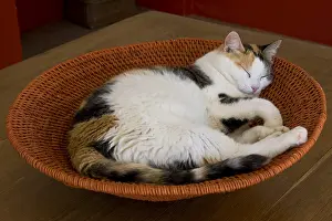 Tables: Tricolor cat asleep in a basket round France
