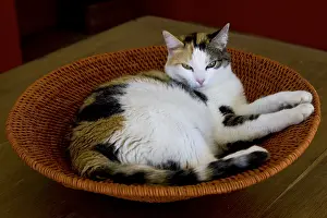 Tables: Tricolor cat lying in a basket round France
