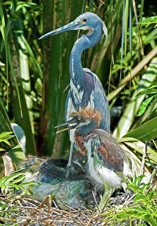 Nestlings: Tricolor Heron Adult With Nestlings