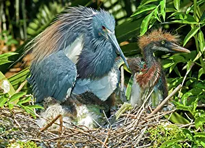 Nestlings: Tricolor Heron Adult With Nestlings