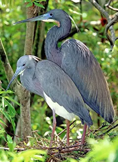 Tricolored: Tricolor Heron adults in breeding plumage