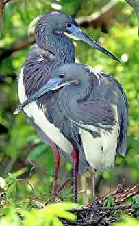 Tricolored: Tricolor Heron adults in breeding plumage