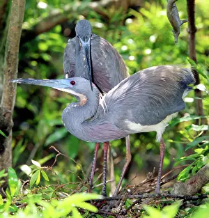 Tricolored: Tricolor Heron adults in breeding plumage