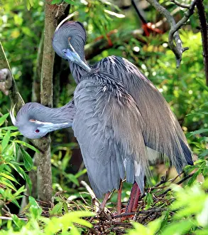 Tricolored: Tricolor Heron adults preening