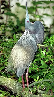 Tricolored: Tricolor Heron courtship display