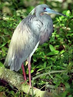 Tricolored: Tricolor Heron (Egretta tricolor)