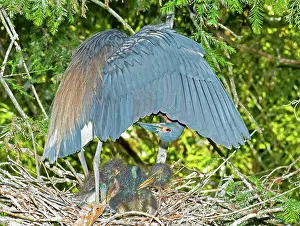 Timucuan: Tricolor Heron with nestlings